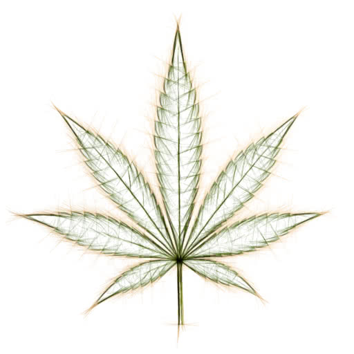 A cannabis leaf with a strong sketch effect