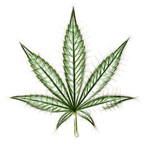 One cannabis leaf transformed using a felt pen drawing style