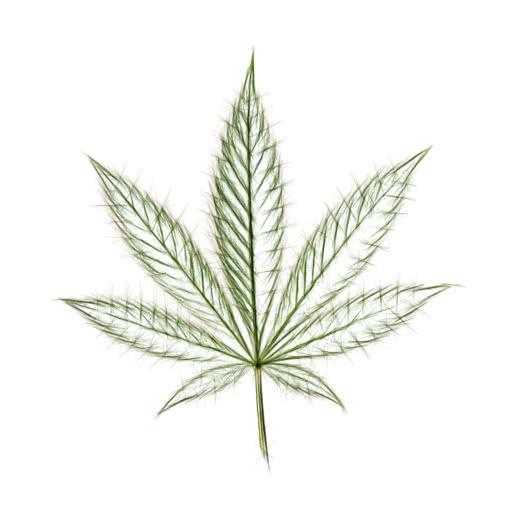 A leaf from a marijuana plant with a high-contrast sketch treatment