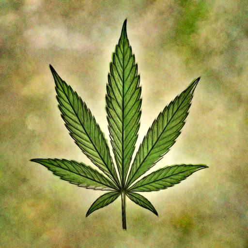 One cannabis leaf shown with a soft watercolor treatment