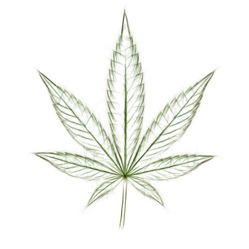 A cannabis leaf with a high-contrast sketch treatment
