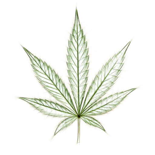 A marijuana leaf presented in a high-contrast sketch treatment