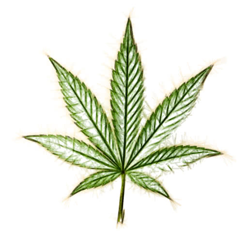 A marijuana leaf presented in a marker-like felt pen treatment