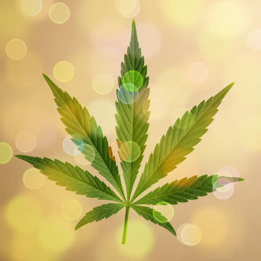One marijuana leaf presented in a highlight bloom effect