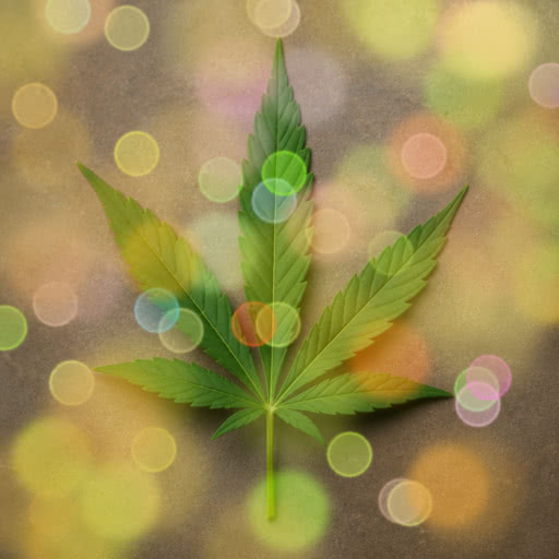 A weed leaf transformed using a stylized bokeh rendering