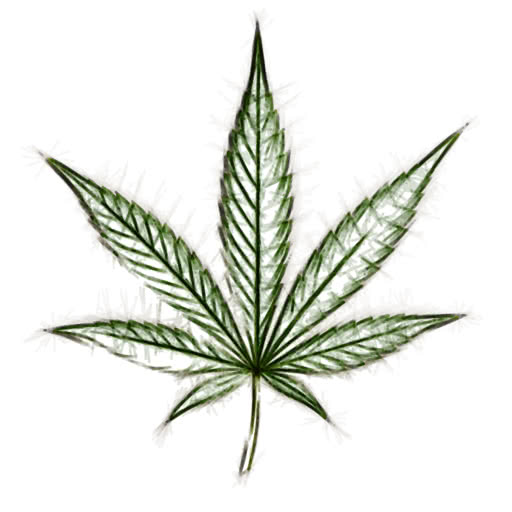 One weed leaf rendered with a felt pen drawing style