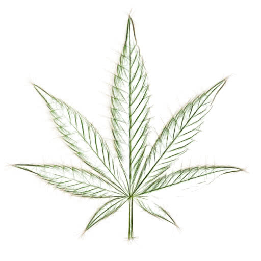 One cannabis leaf featuring a high-contrast sketch treatment