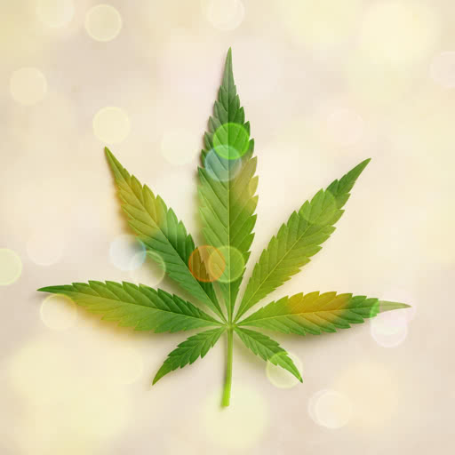 One weed leaf presented in a stylized bokeh rendering