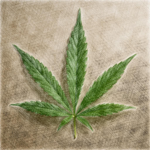 Marijuana leaf presented in a drawn sketch rendering