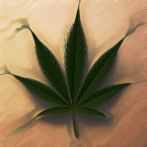 A leaf from a marijuana plant presented in a dreamy softened effect