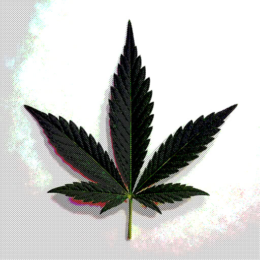 A marijuana leaf presented in a printed halftone treatment