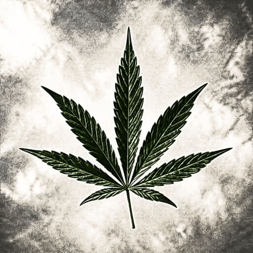 One weed leaf transformed using a hand-drawn colored pencil look
