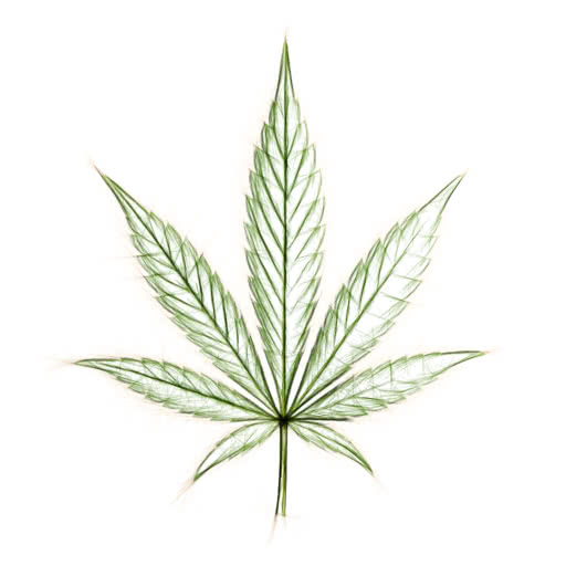 A weed leaf rendered with a strong sketch effect