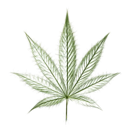 A marijuana leaf transformed using a high-contrast sketch treatment