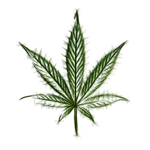 One marijuana leaf rendered with a felt-tip illustration effect