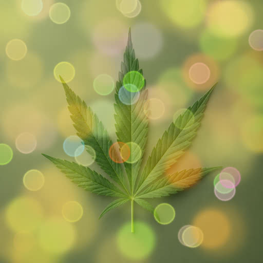 One weed leaf with a blurred light bokeh effect