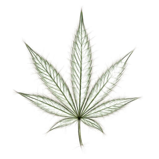 A leaf from a cannabis plant presented in a high-contrast sketch treatment