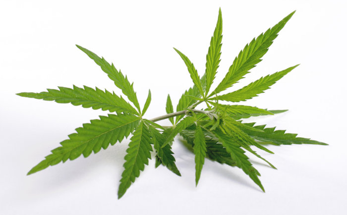 Endotext cannabinoid research medical marijuana leaf stem