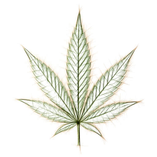 One marijuana leaf presented in a high-contrast sketch treatment