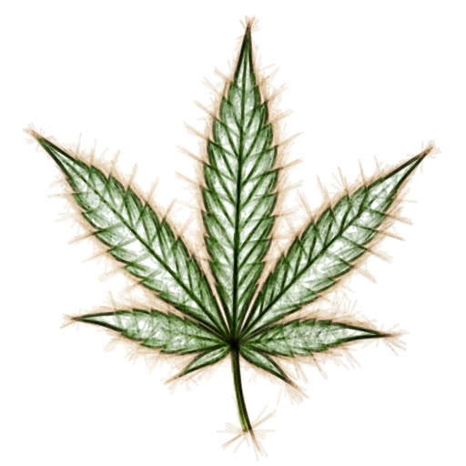 One cannabis leaf presented in a marker-like felt pen treatment