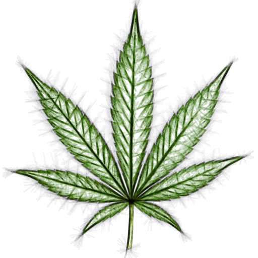 Cannabis leaf featuring a felt pen drawing style