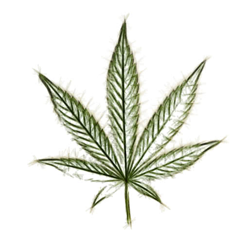 A leaf from a cannabis plant presented in a marker-like felt pen treatment