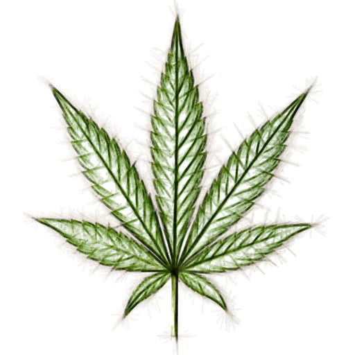 One marijuana leaf transformed using a hand-drawn felt pen look