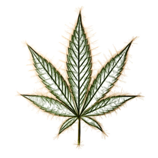 A leaf from a marijuana plant rendered with a hand-drawn felt pen look
