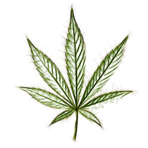 A leaf from a cannabis plant transformed using a felt pen drawing style