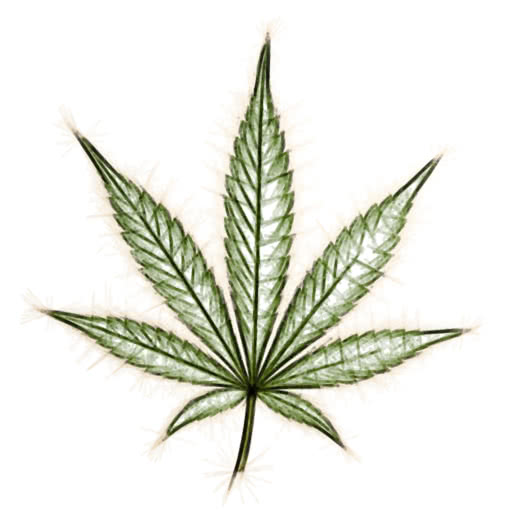 A marijuana leaf featuring a felt-tip illustration effect