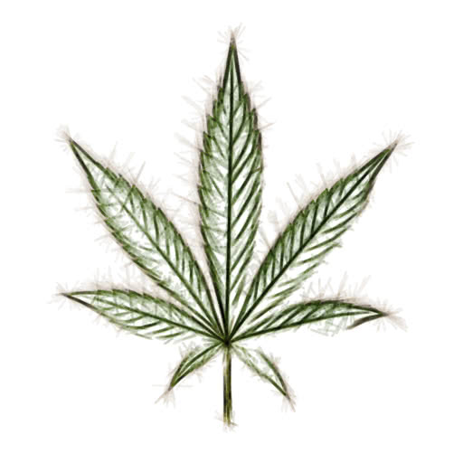 One marijuana leaf featuring a felt-tip illustration effect