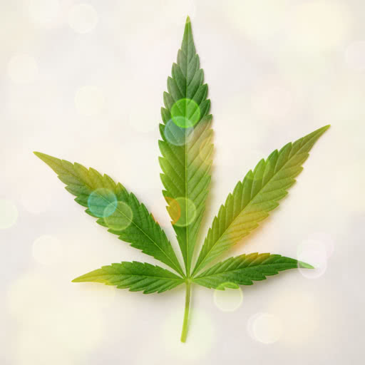 One marijuana leaf featuring a bokeh-inspired effect