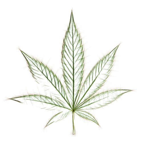 A cannabis leaf transformed using a strong sketch effect