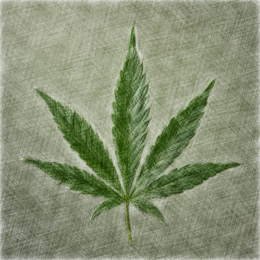 One marijuana leaf rendered with a sketch drawing style
