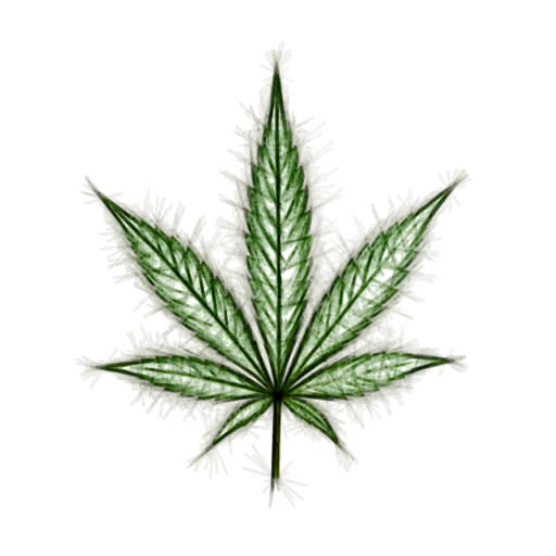 Cannabis leaf shown with a felt-tip illustration effect