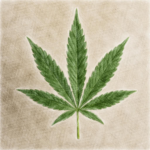 One cannabis leaf transformed using a pencil-like sketch treatment