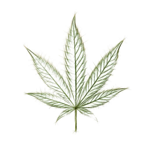 A leaf from a marijuana plant transformed using a hard sketch style
