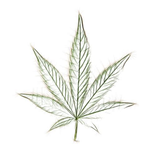 One weed leaf transformed using a hard sketch style