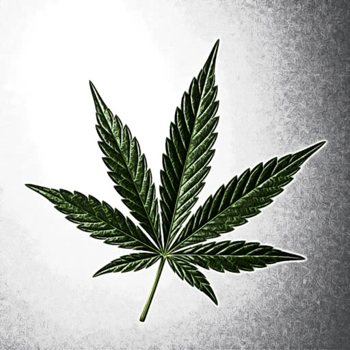 One marijuana leaf featuring a hand-drawn colored pencil look
