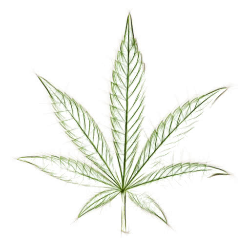 A leaf from a marijuana plant presented in a hard sketch style