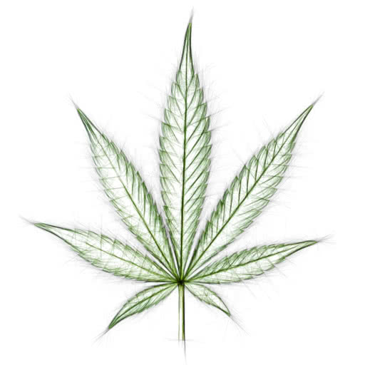 A leaf from a cannabis plant rendered with a hard sketch style