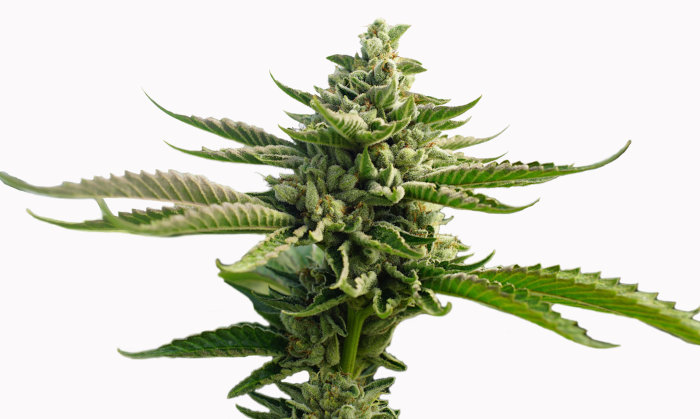 Endotext medical cannabis plant bearing buds